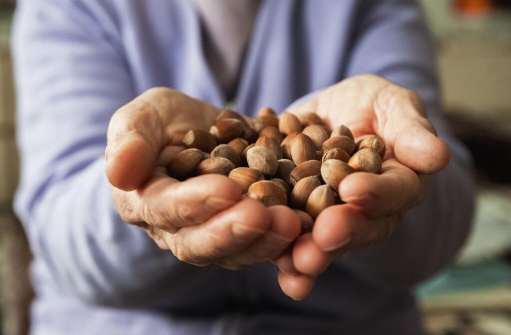 Close up of senior hands holding a handful of hazelnuts in a warm indoor setting